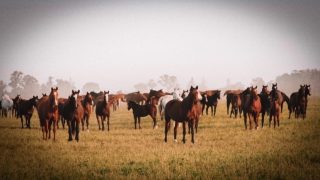 Los caballos de Chapaleufú