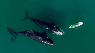Imágenes de ballenas en Puerto Madryn recorren el mundo