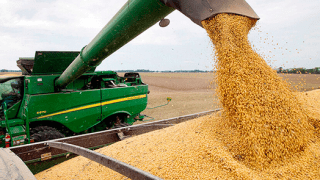 Los efectos del cierre repentino de exportaciones de harina y aceite de soja «hasta nuevo aviso»