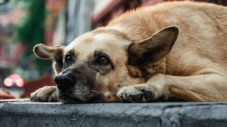 El problema de los perros en las calles de Santa Rosa