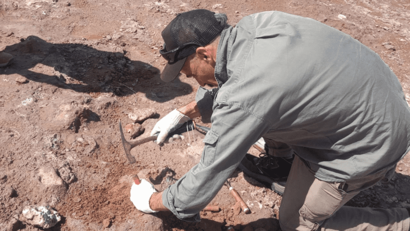 Rescate paleontológico en La Pampa