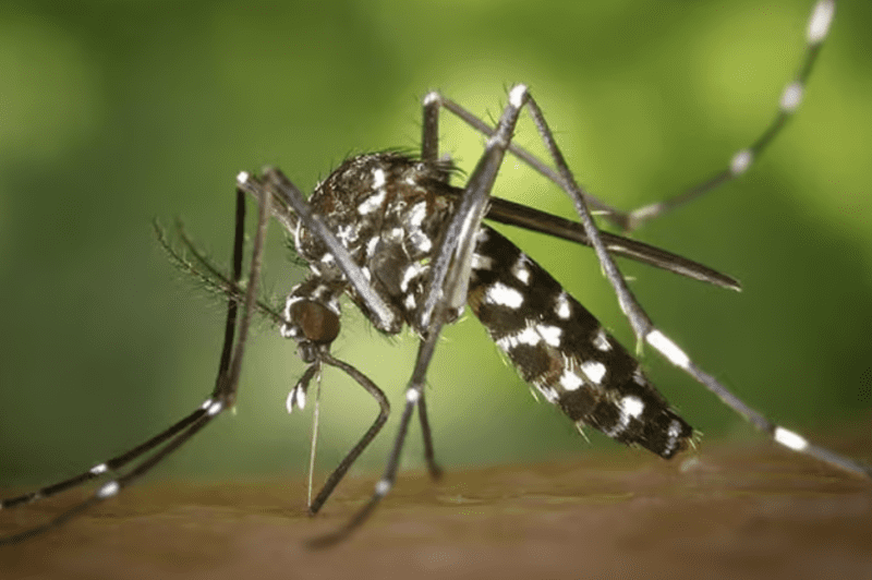 Dengue: 161 los muertos y más de 230 mil casos registrados en la Argentina
