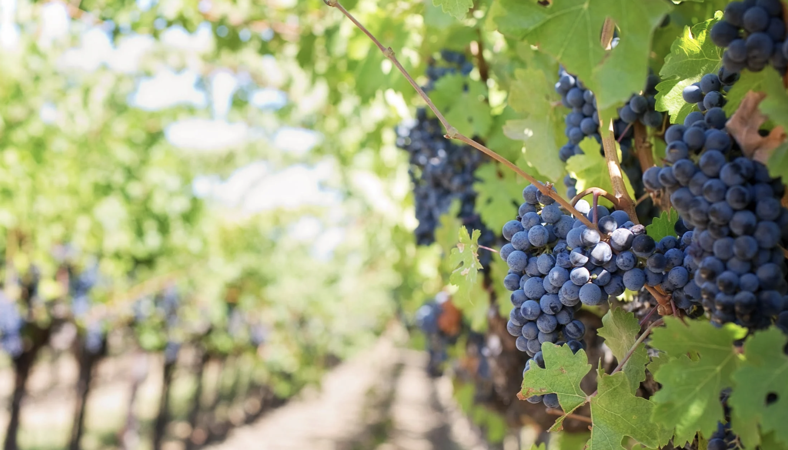 Viñedos y caldenes: certifican 500 toneladas de uva pampeana para vinificar