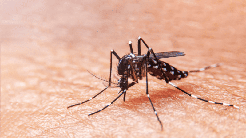 Primer caso de dengue autóctono