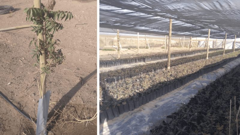 Cultivo de pistachos en La Pampa