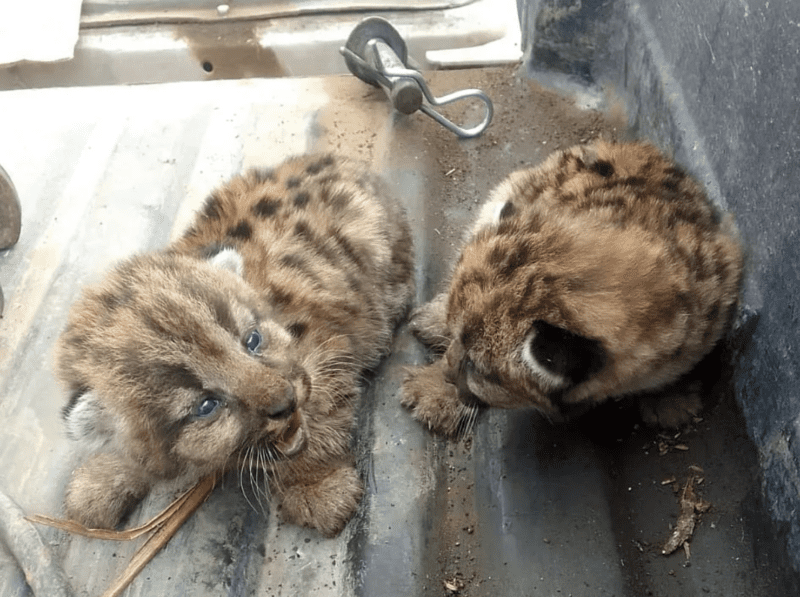 Pumas recién nacidos