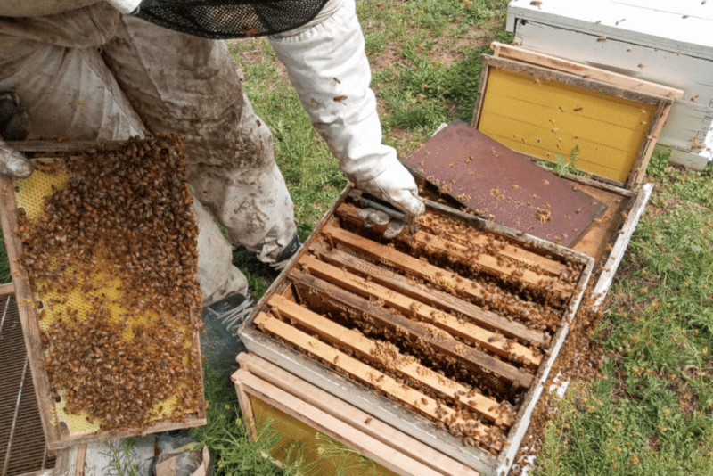 La Pampa es la tercera productora de miel orgánica del país