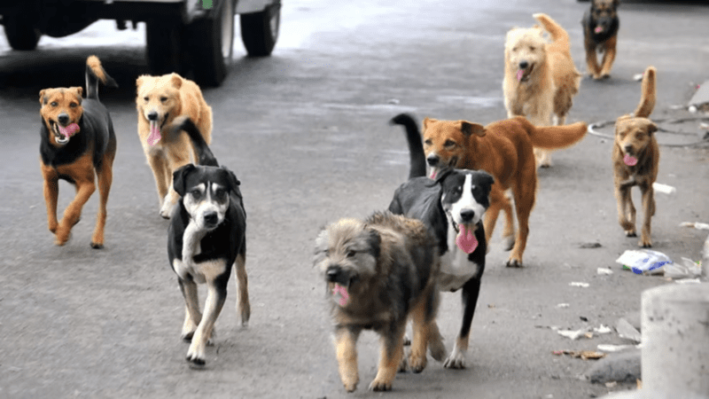 Ni calle, ni vereda: los perros deben estar en casa