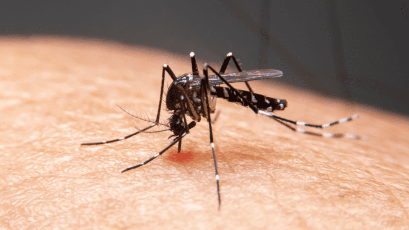 Hay 365 casos de dengue en La Pampa