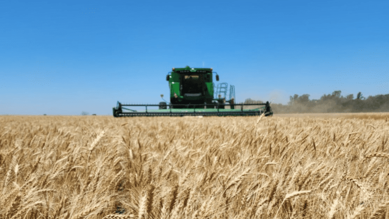 Producción de trigo: estiman un aumento interanual del 22%