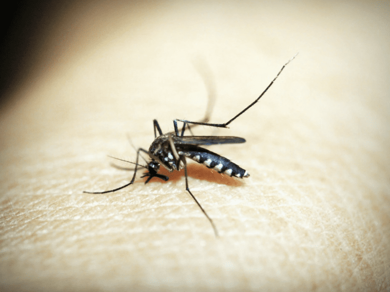 Detectaron 29 casos de dengue en La Pampa