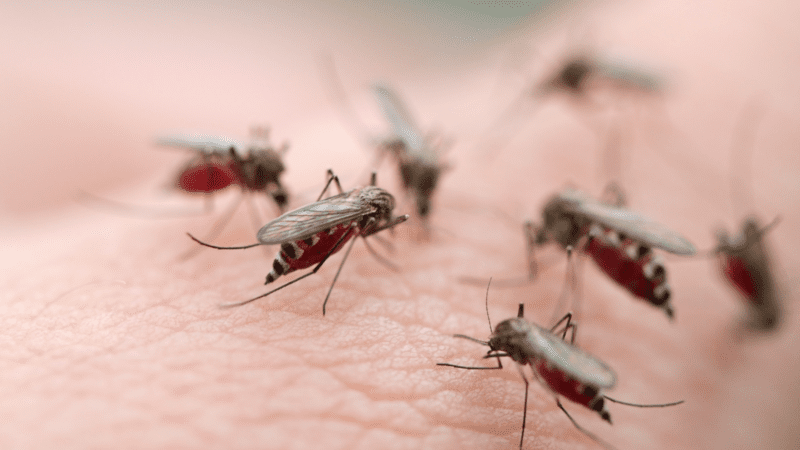 Invasión de mosquitos: ¿por qué hay tantos y cómo protegerse?