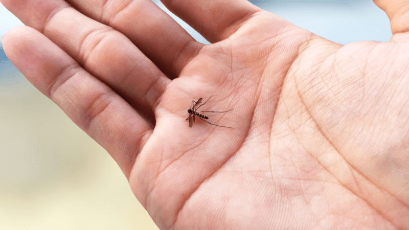 Brote de dengue: se confirmaron 103 casos en La Pampa