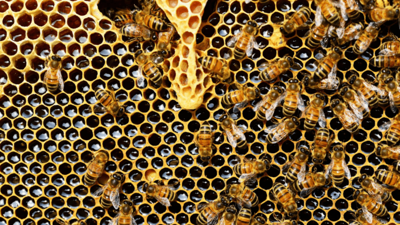 El potencial de la miel, un producto energético