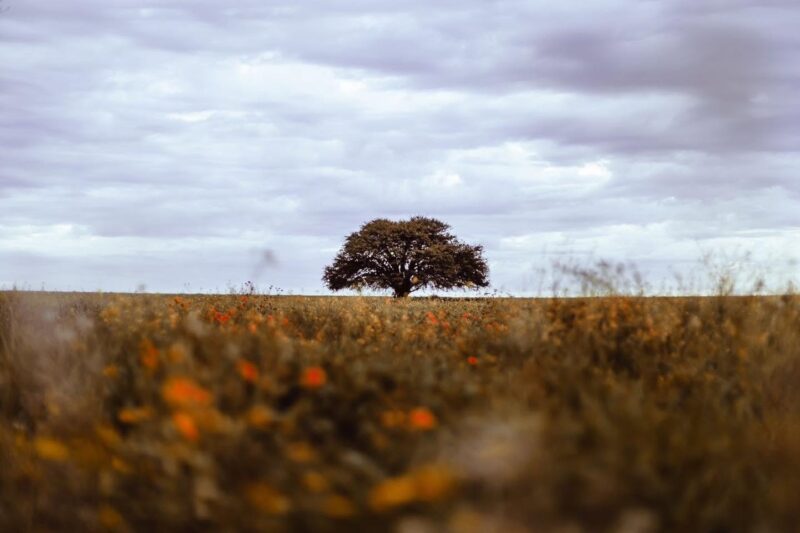 Día del Árbol: ¿ya plantaste uno?