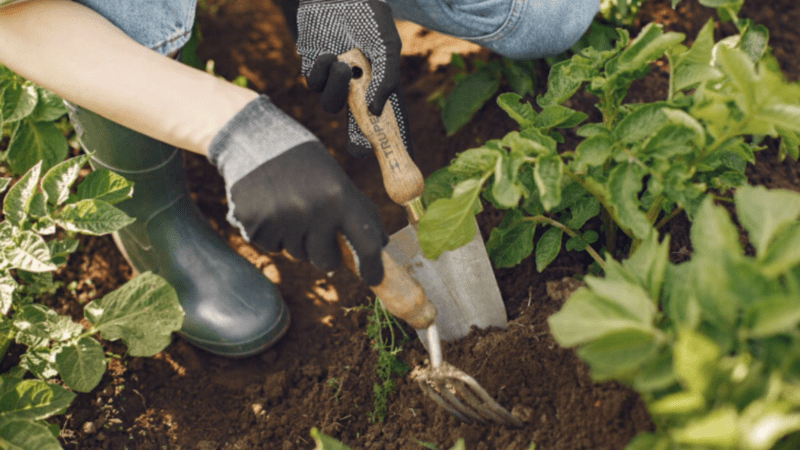 ¿Cómo renovar el suelo en primavera?