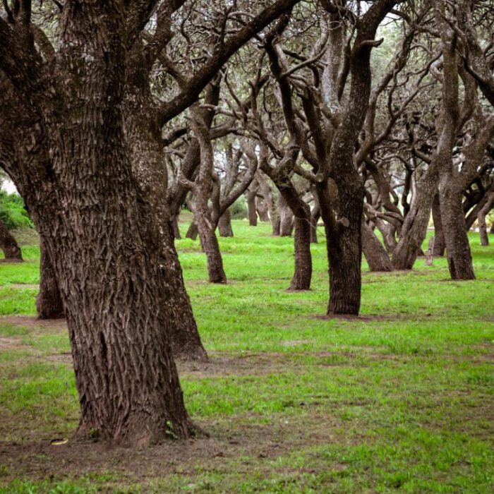 Bosque