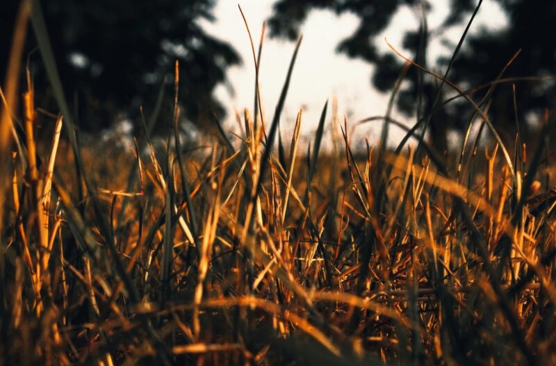 Emergencia Agropecuaria