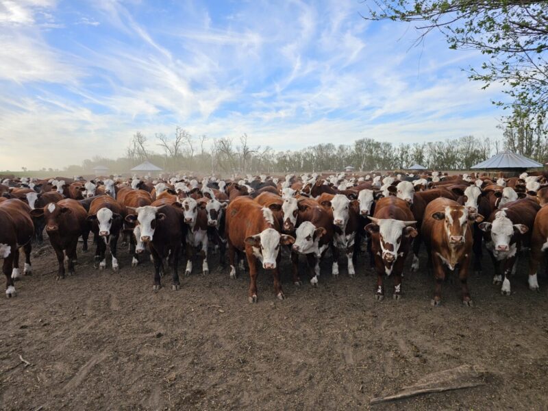 Carne sustentable: una autoevaluación para productores ganaderos