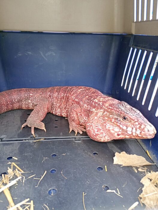 Liberaron un lagarto colorado en Pichi Mahuida