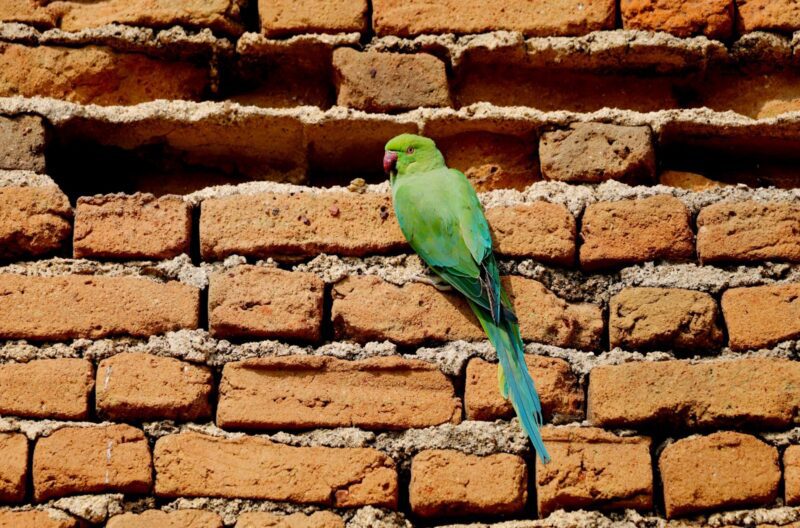 Confirman un caso de “enfermedad del loro” en La Pampa